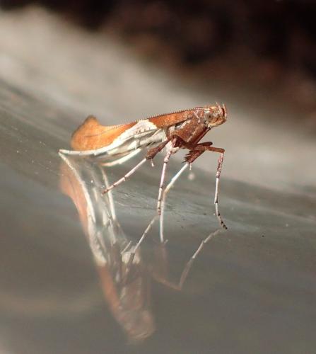 Caloptilia stigmatella